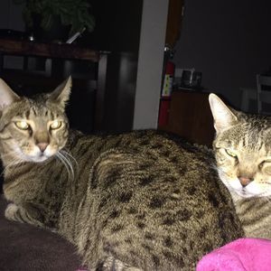 Meet your Posher, Lisa